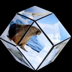 Shashibo Animal Series: Arctic